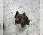 Small #1 French Bulldog