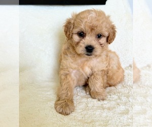 Goldendoodle (Miniature) Puppy for sale in NORTH VERNON, IN, USA