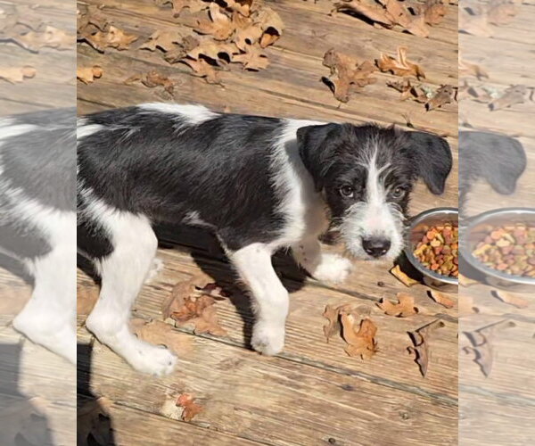 Medium Photo #3 Mutt Puppy For Sale in Alexander, AR, USA