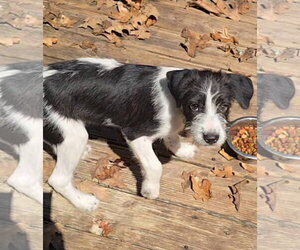 Sokka - Male Mutt Dog for Adoption - Photo #3