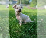 Small #1 Poodle (Miniature) Mix