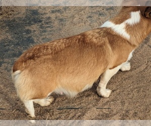 Pembroke Welsh Corgi Puppy for sale in KEENESBURG, CO, USA
