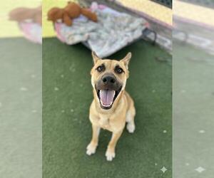 German Shepherd Dog-Unknown Mix Dogs for adoption in Chula Vista, CA, USA