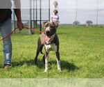 Small #14 American Pit Bull Terrier Mix