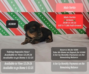 Yorkshire Terrier Puppy for sale in TUCSON, AZ, USA
