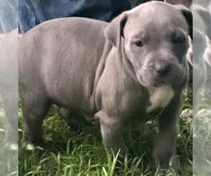 American Pit Bull Terrier Puppy for Sale in MURFREESBORO, Tennessee USA