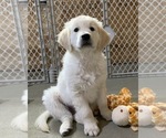 Small Photo #11 English Cream Golden Retriever Puppy For Sale in MARSHFIELD, WI, USA