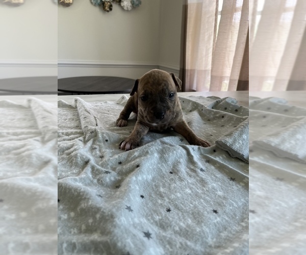 Medium Photo #1 American Pit Bull Terrier Puppy For Sale in STRASBURG, VA, USA
