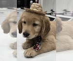 Small #11 Golden Retriever