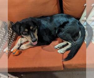 Trev - Male Labrador Retriever-Unknown Mix Dog for Adoption - Photo #4
