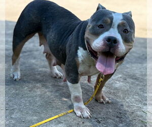 American Pit Bull Terrier-Unknown Mix Dogs for adoption in Virginia Beach, VA, USA