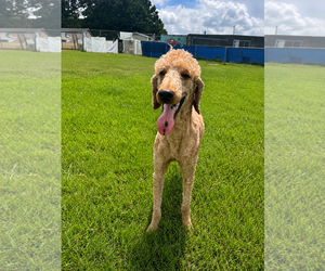 Perry Jul 26 - Male Goldendoodle Dog for Adoption - Photo #6