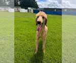 Small Photo #6 Goldendoodle Puppy For Sale in Pacolet, SC, USA