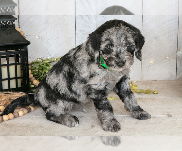 Medium Photo #3 Miniature Labradoodle Puppy For Sale in SUGARCREEK, OH, USA