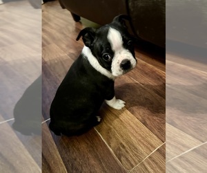 Boston Terrier Puppy for sale in WASHBURN, MO, USA