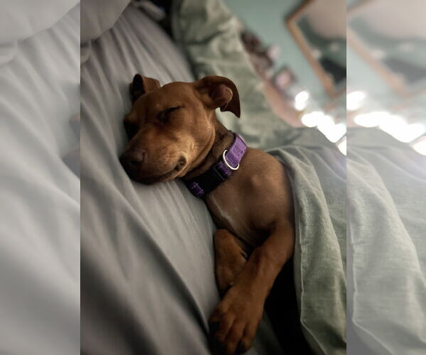 Medium Photo #4 Chiweenie Puppy For Sale in Valrico, FL, USA