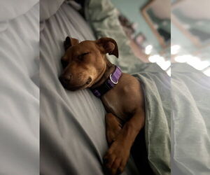 Chiweenie Dogs for adoption in Valrico, FL, USA