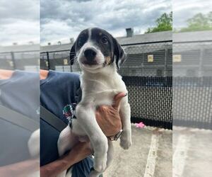 Mutt Dogs for adoption in Elmsford, NY, USA