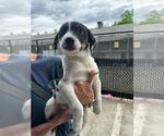 Small Mutt