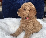 Small #6 Goldendoodle (Miniature)