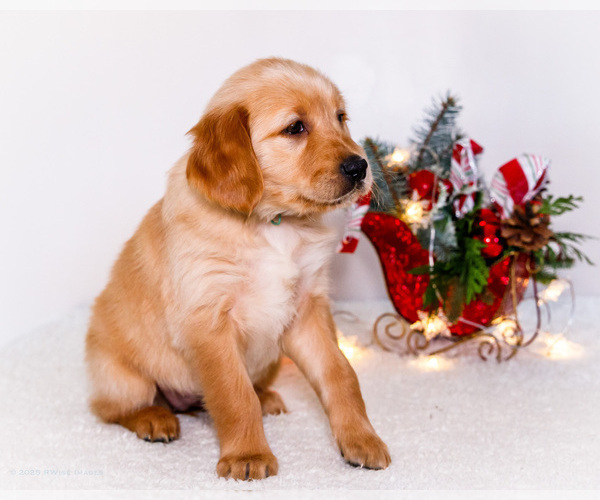 Medium Photo #7 Golden Retriever Puppy For Sale in WAKARUSA, IN, USA
