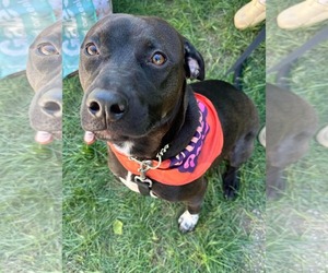 Labrador Retriever-Unknown Mix Dogs for adoption in Germantown, OH, USA