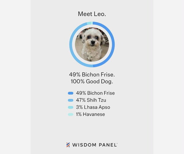 Medium Photo #16 Zuchon Puppy For Sale in Fairfax, VA, USA