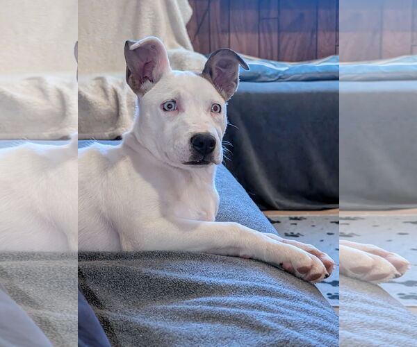 Medium Photo #1 Siberian Husky-Staffordshire Bull Terrier Mix Puppy For Sale in Aurora, CO, USA