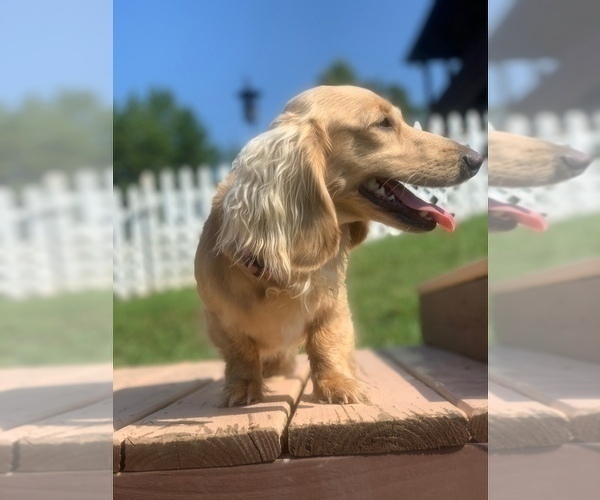 Medium Photo #1 Dachshund Puppy For Sale in BUCHANAN, GA, USA