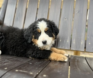 Bernese Mountain Dog Puppy for sale in LAWRENCEBURG, TN, USA