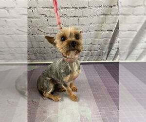 Silky Terrier Dogs for adoption in Raleigh, NC, USA