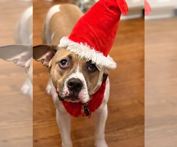 Medium Photo #5 Bogle Puppy For Sale in Plainfield, IL, USA