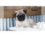 Small #2 Pug