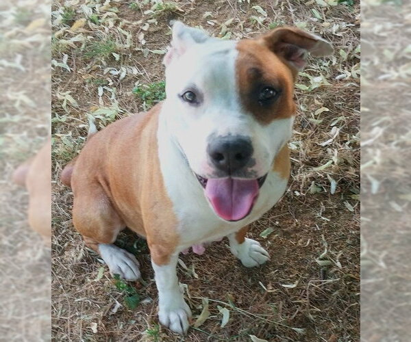 Medium Photo #1 Mutt Puppy For Sale in Sacramento, CA, USA