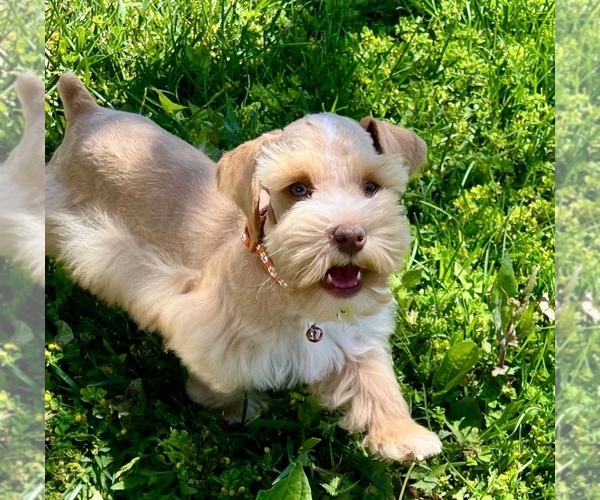 Medium Photo #1 Schnauzer (Miniature) Puppy For Sale in LAFAYETTE, LA, USA