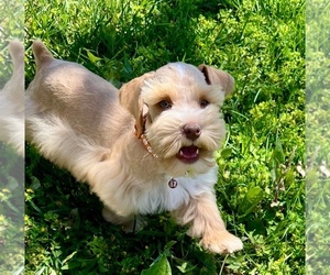Father of the Schnauzer (Miniature) puppies born on 07/24/2026