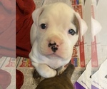 Small Photo #8 Boxer Puppy For Sale in LEWISTOWN, PA, USA