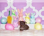 Small Photo #41 Chihuahua Puppy For Sale in CHARLESTON, AR, USA