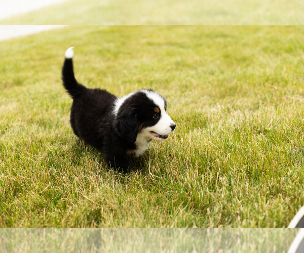 Medium Photo #6 Bernese Mountain Dog Puppy For Sale in SHIPSHEWANA, IN, USA