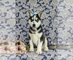 Small #1 Siberian Husky