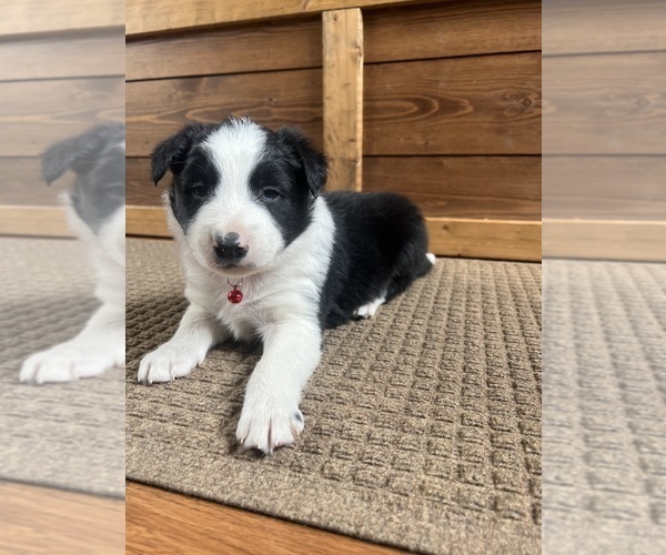 Medium Photo #6 Border Collie Puppy For Sale in WOLCOTT, IN, USA