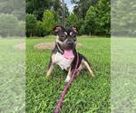 Small #1 American Pit Bull Terrier-Staffordshire Bull Terrier Mix