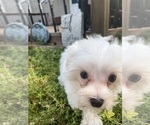 Small #6 Maltese