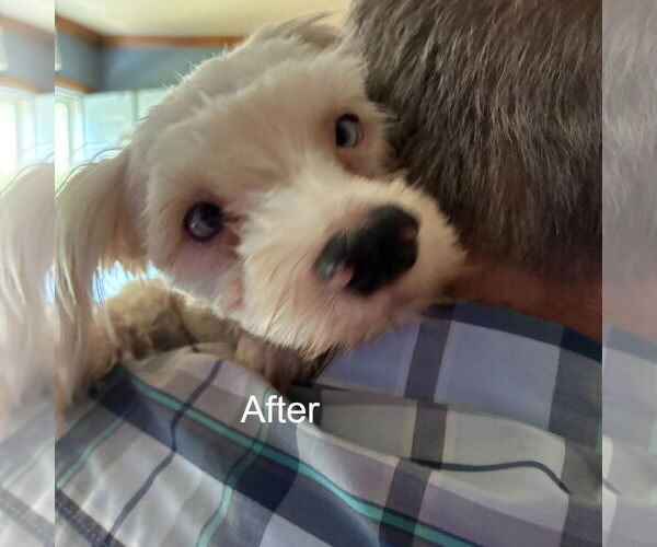 Medium Photo #2 Maltese-Unknown Mix Puppy For Sale in Middlesex, NC, USA