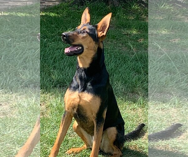 Medium Photo #4 Doberman Pinscher-German Shepherd Dog Mix Puppy For Sale in Spring, TX, USA
