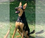 Small Photo #4 Doberman Pinscher-German Shepherd Dog Mix Puppy For Sale in Spring, TX, USA