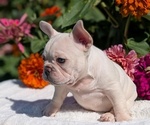 Small #6 French Bulldog