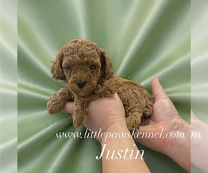 Poodle (Toy) Puppy for sale in WINNSBORO, LA, USA