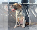 Small #2 American Pit Bull Terrier-Labrador Retriever Mix