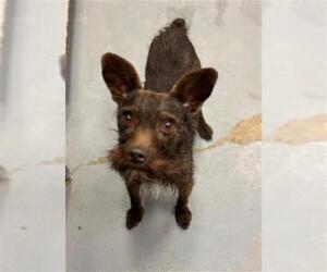 Mutt Dogs for adoption in Peoria, IL, USA